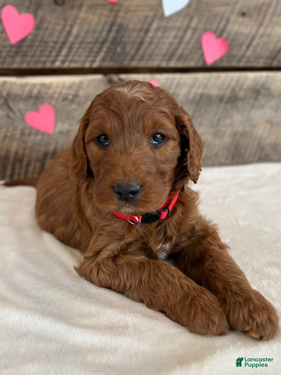 Irish Doodle dogs for sale: Scarlett - Ad 17