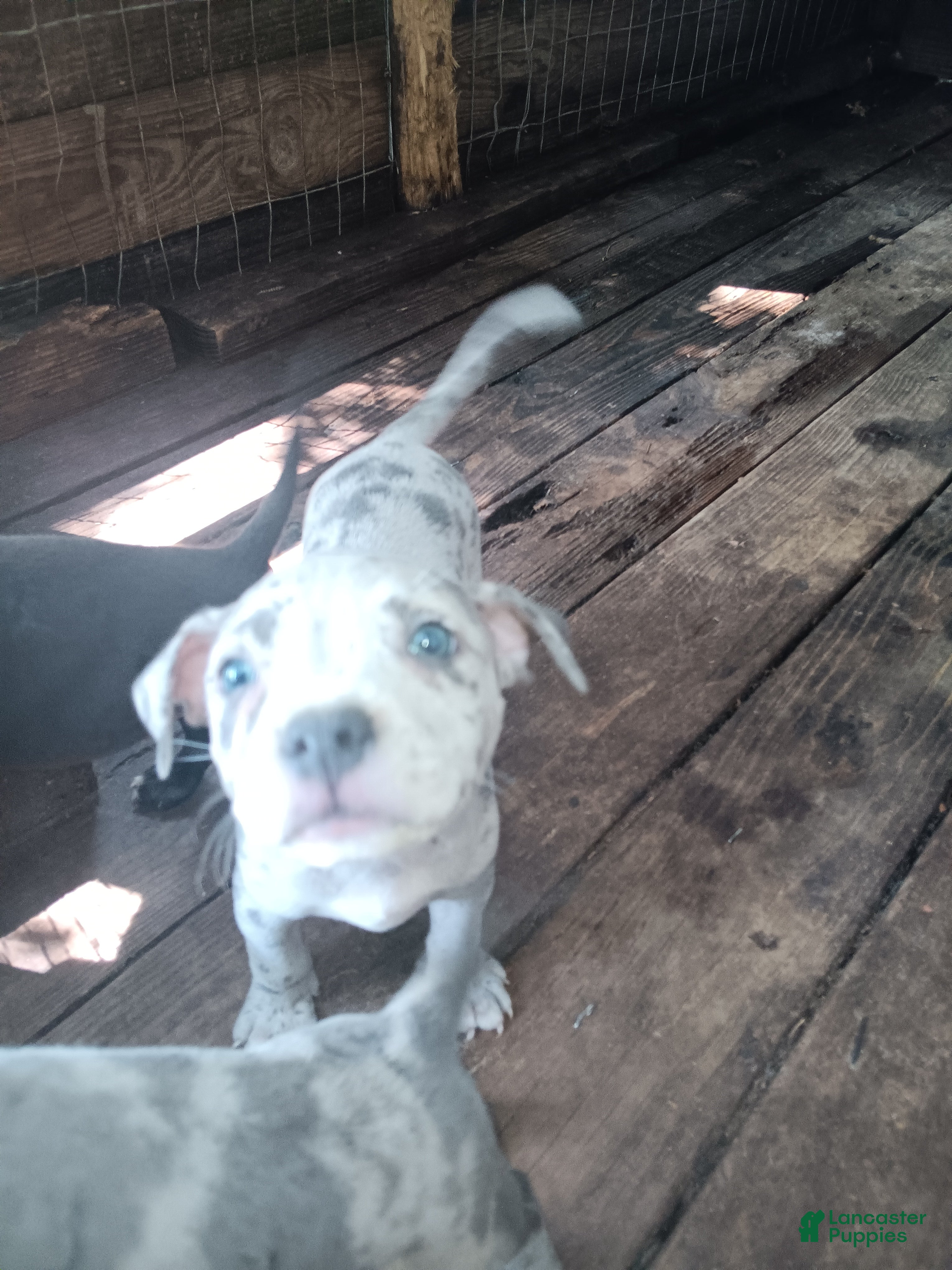 American Bully dogs American Bully 4 - Ad 18