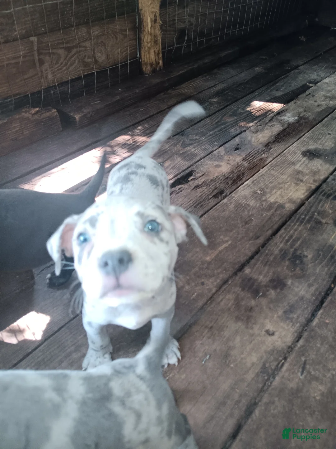 American Bully dogs for sale: American Bully 4 - Ad 1