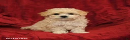 Maltipoo dogs for sale: Mamie - Ad 1