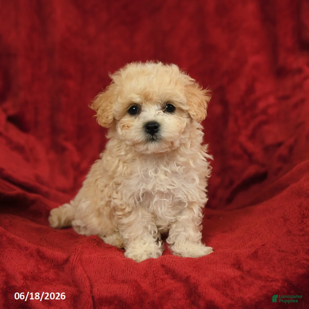 Maltipoo dogs for sale: Mamie - Ad 1