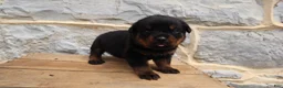 Rottweiler dogs for sale: Brindi - Ad 3