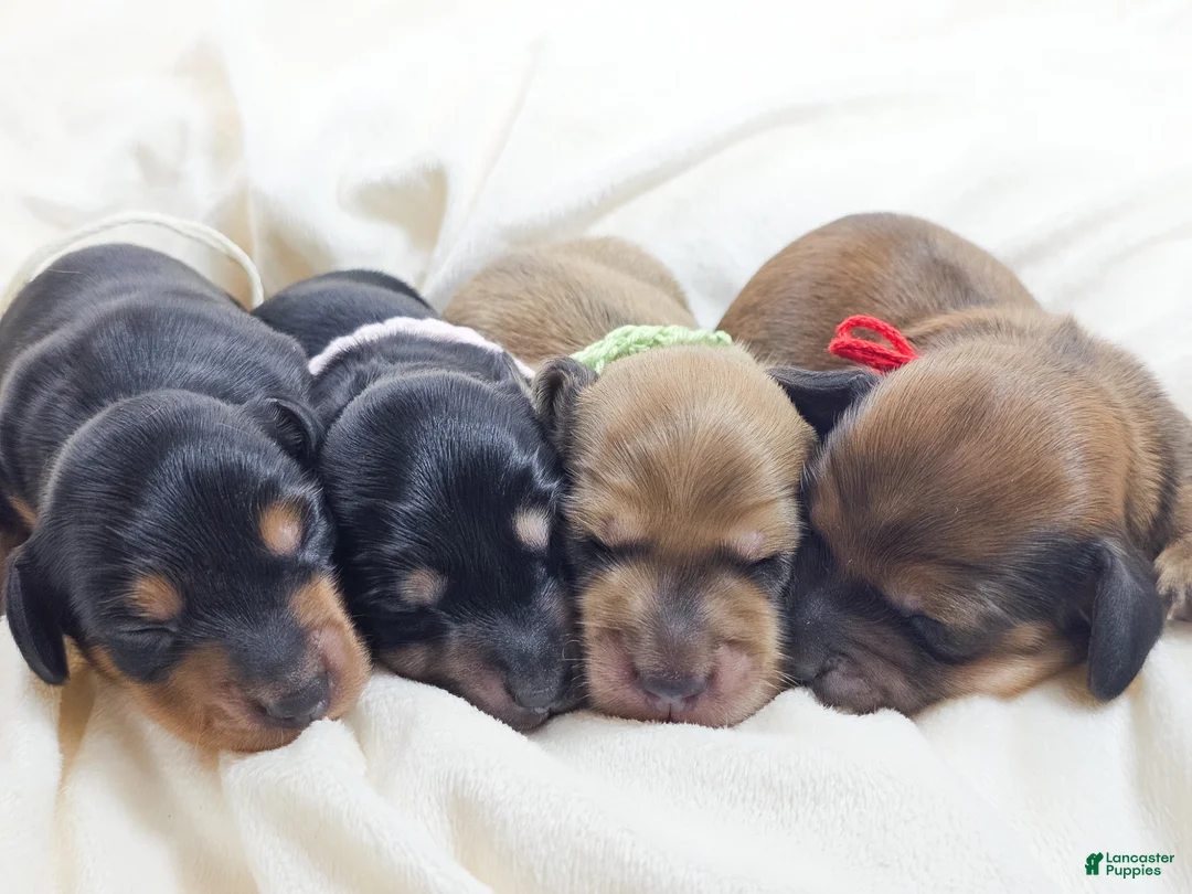 Miniature Dachshund dogs for sale: Pickles - Ad 10