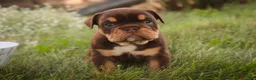 English Bulldog dogs for sale: Stella English Bulldog  - Ad 1