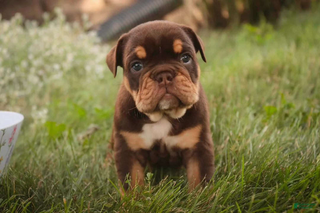 English Bulldog dogs for sale: Stella English Bulldog  - Ad 1