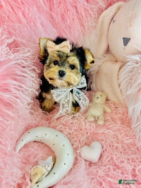 Yorkshire Terrier dogs Teacup Yorkshire Terrier 1 - Ad 1