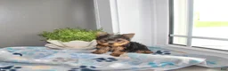 Yorkshire Terrier dogs for sale: Lily - Ad 6