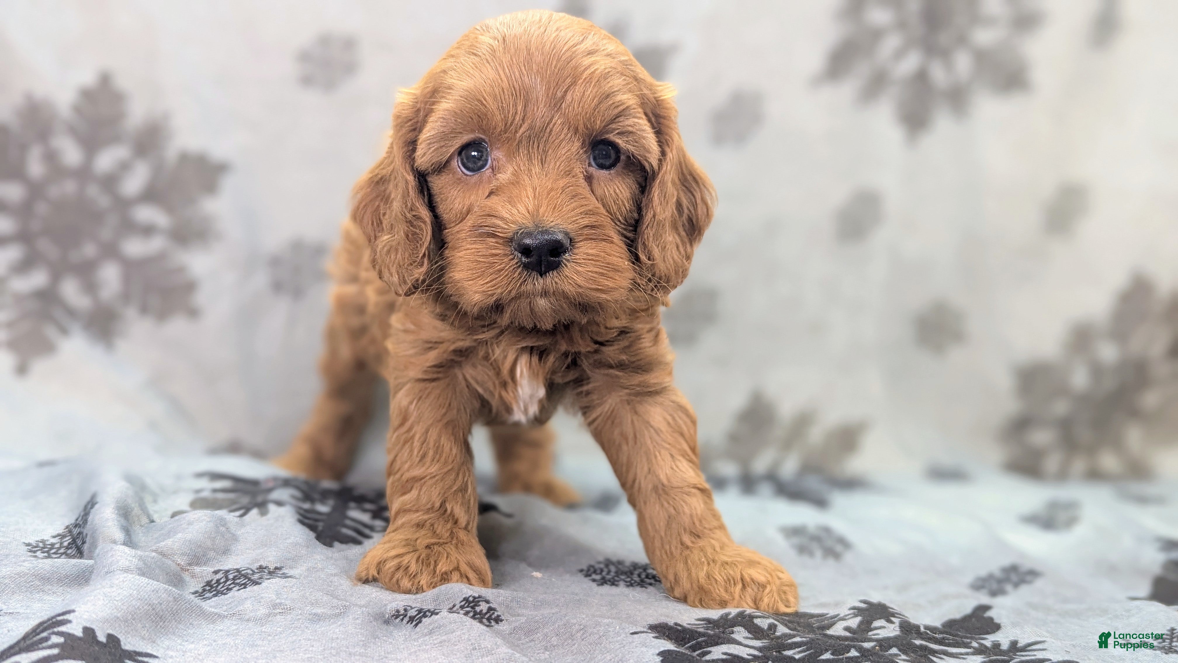 Cockapoo dogs Captain Dan - Ad 27