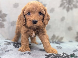 Cockapoo dogs Captain Dan - Ad 38