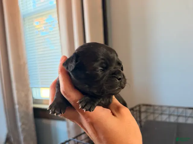Mixed Breed dogs for sale: Chug 7 - Ad 14