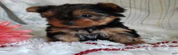 Yorkshire Terrier dogs for sale: Annabelle - Ad 6