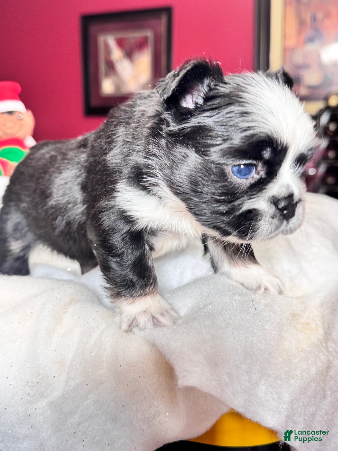 French Bulldog dogs for sale: French Bulldog Puppy 2 - Ad 1