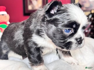 French Bulldog dogs French Bulldog Puppy 2 - Ad 7