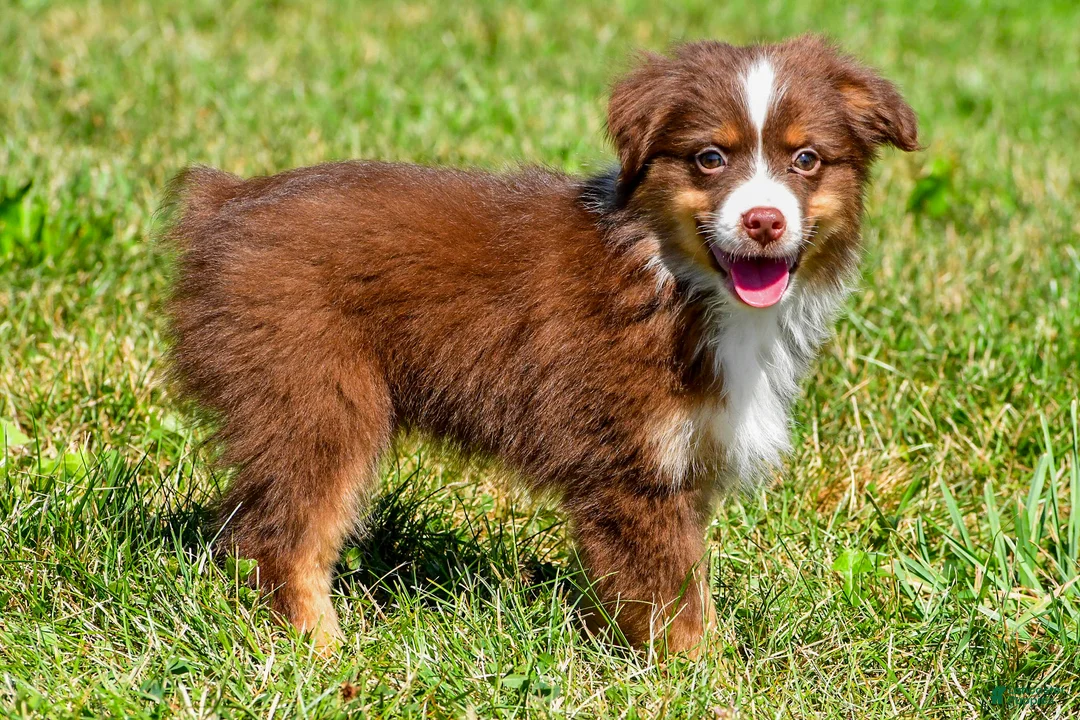 Miniature Australian Shepherd dogs for sale: Nolan - Ad 1