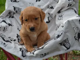 Golden Retriever dogs Rover - Ad 5