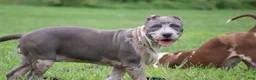 American Bully dogs for sale: Iris - Ad 5