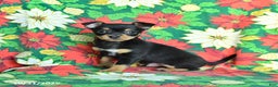 Chihuahua dogs for sale: Maple   - Ad 1