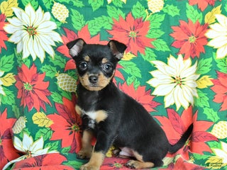 Chihuahua dogs Maple - Ad 38