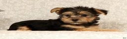 Yochon dogs for sale: Katie - Ad 6