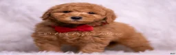 Mini Goldendoodle dogs for sale: Nolan - Ad 1