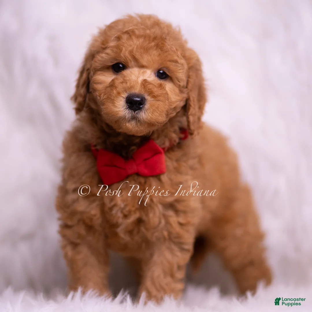 Mini Goldendoodle dogs for sale: Nolan - Ad 1