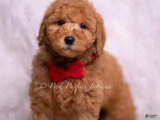 Mini Goldendoodle dogs Nolan - Ad 15
