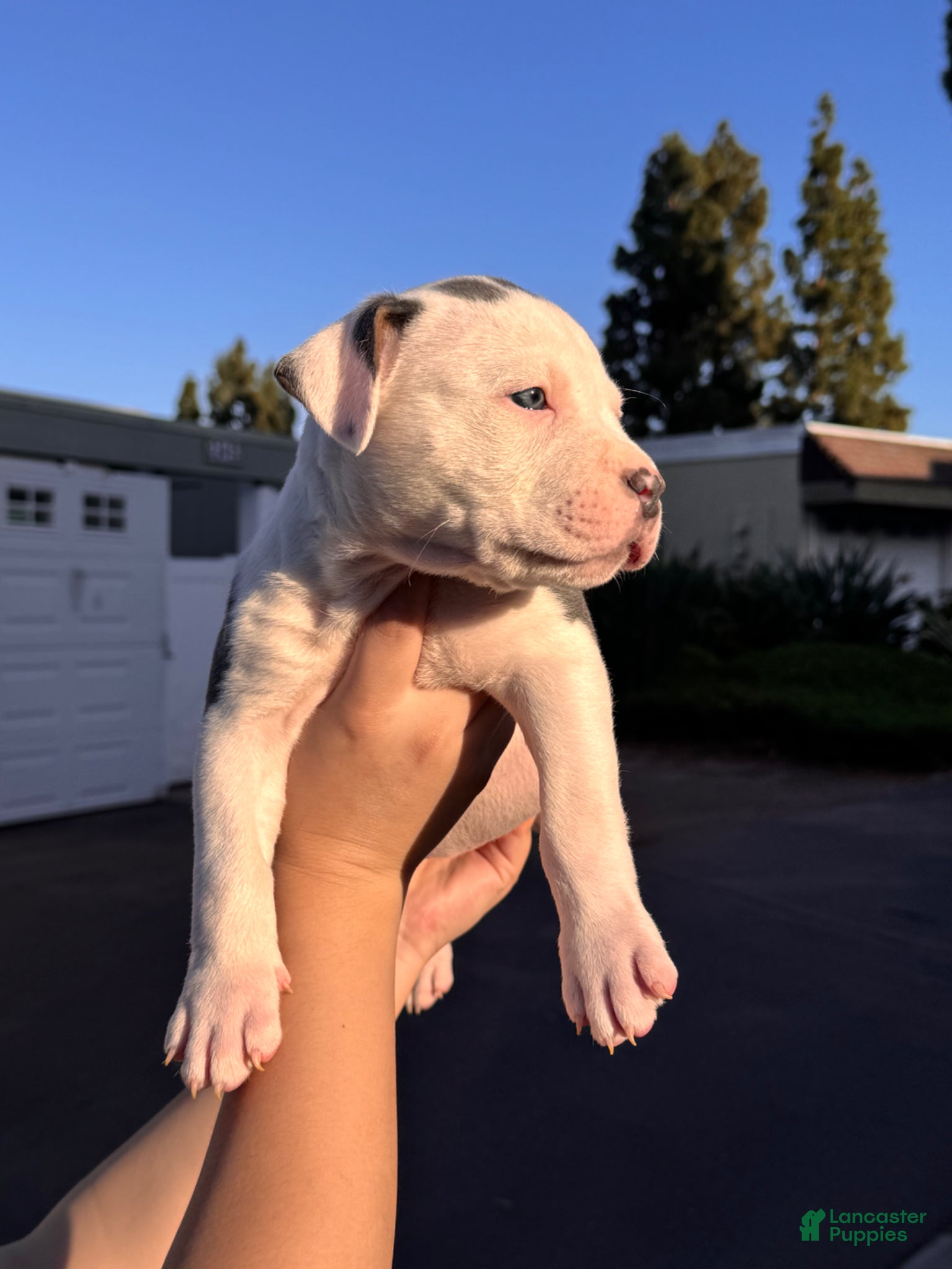 American Bully dogs American Bully Puppy 6 - Ad 11
