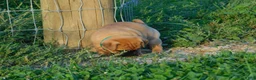 Jug dogs for sale: Gus - Ad 3