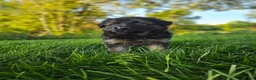 German Shepherd dogs for sale: Sosha  - Ad 8