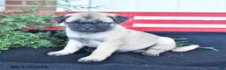 Mixed Breed dogs for sale: Twilight - Ad 3