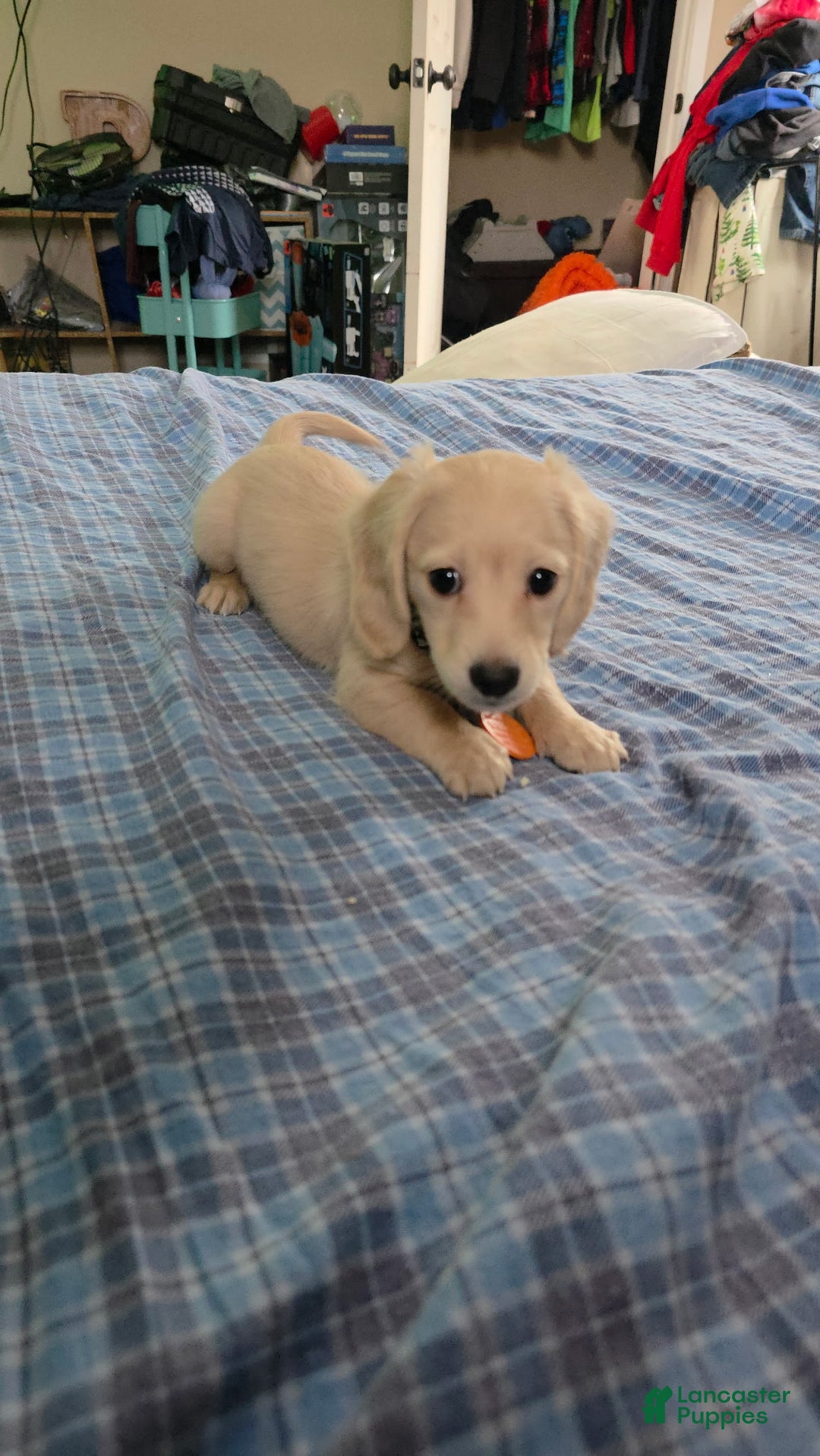 Miniature Dachshund dogs for sale: Mario - Ad 3