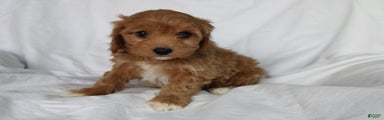 CavaPooChon female - JELLY BEAN