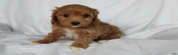 Mixed Breed dogs for sale: CavaPooChon female - JELLY BEAN - Ad 1
