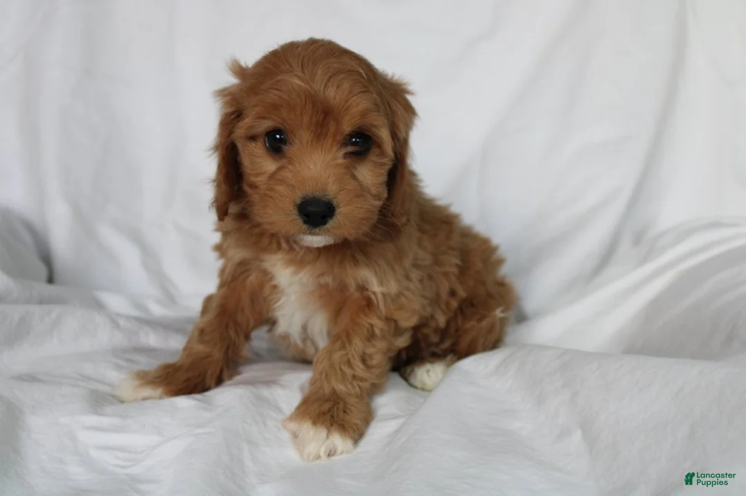 Mixed Breed dogs for sale: CavaPooChon female - JELLY BEAN - Ad 1