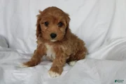 CavaPooChon female - JELLY BEAN