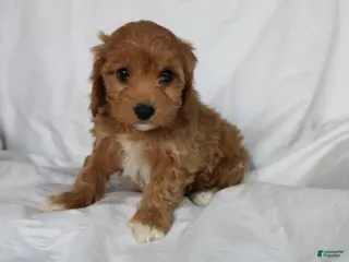 Mixed Breed dogs CavaPooChon female - JELLY BEAN - Ad 24