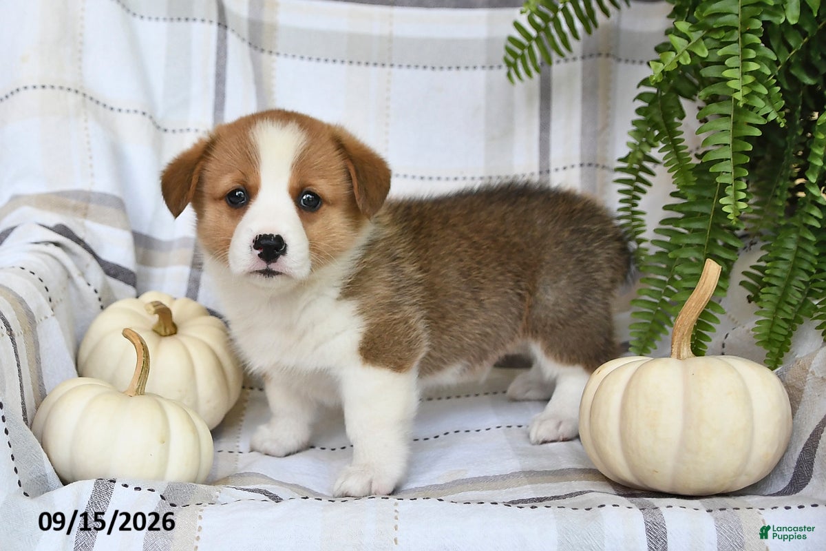 Welsh Corgi Pembroke dogs Thunder - Ad 2