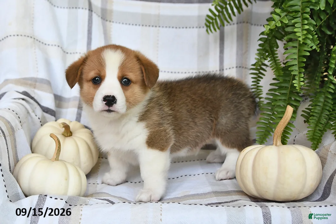 Welsh Corgi Pembroke dogs for sale: Thunder - Ad 2