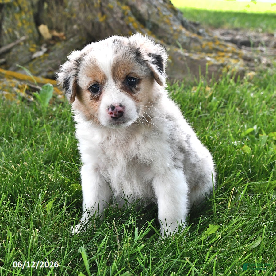 Mixed Breed dogs Avery - Ad 2