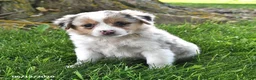 Mixed Breed dogs for sale: Avery - Ad 2