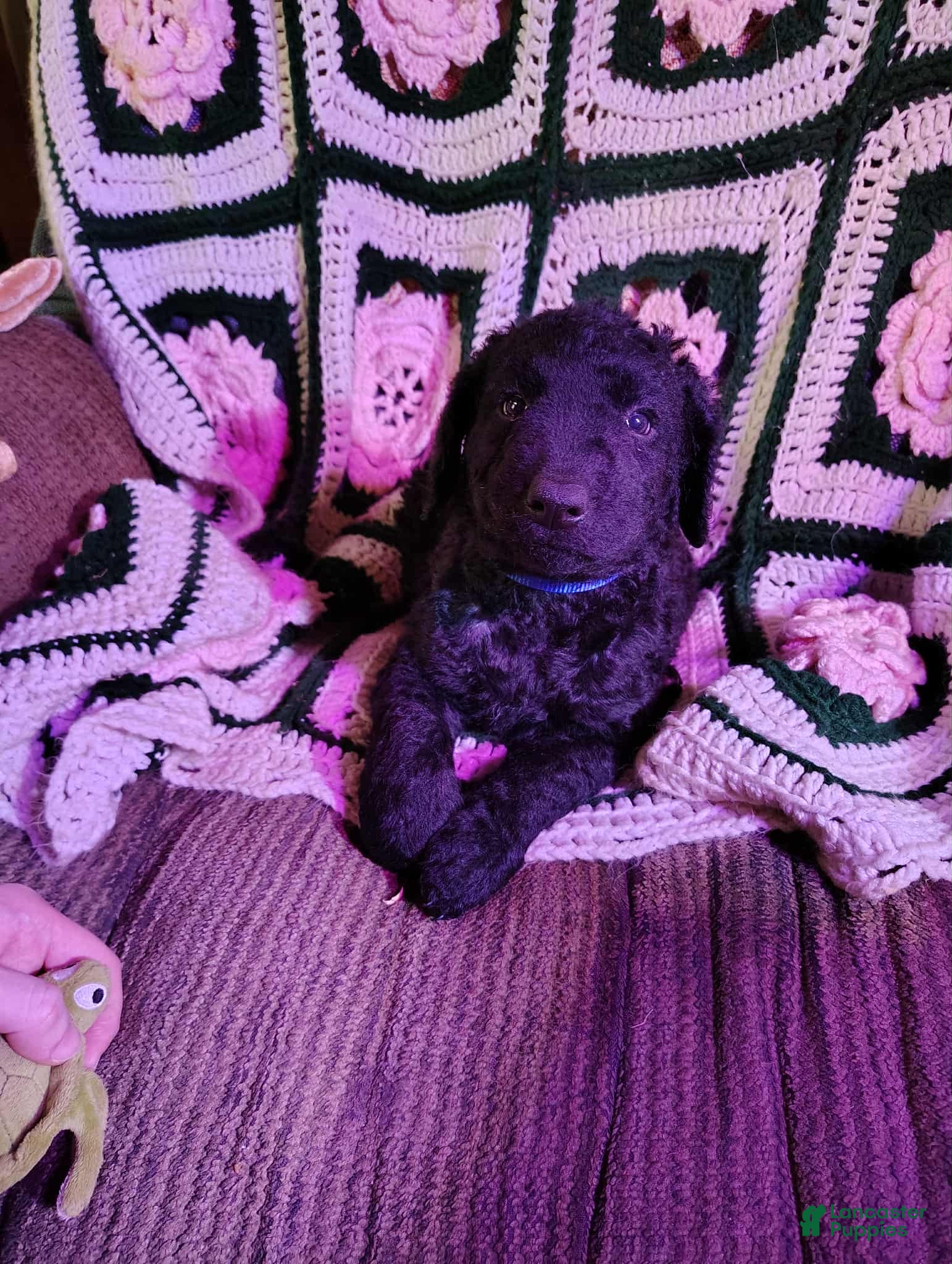 Curly Coated Retriever dogs Curly Coated Retriever Puppy 5 - Ad 2