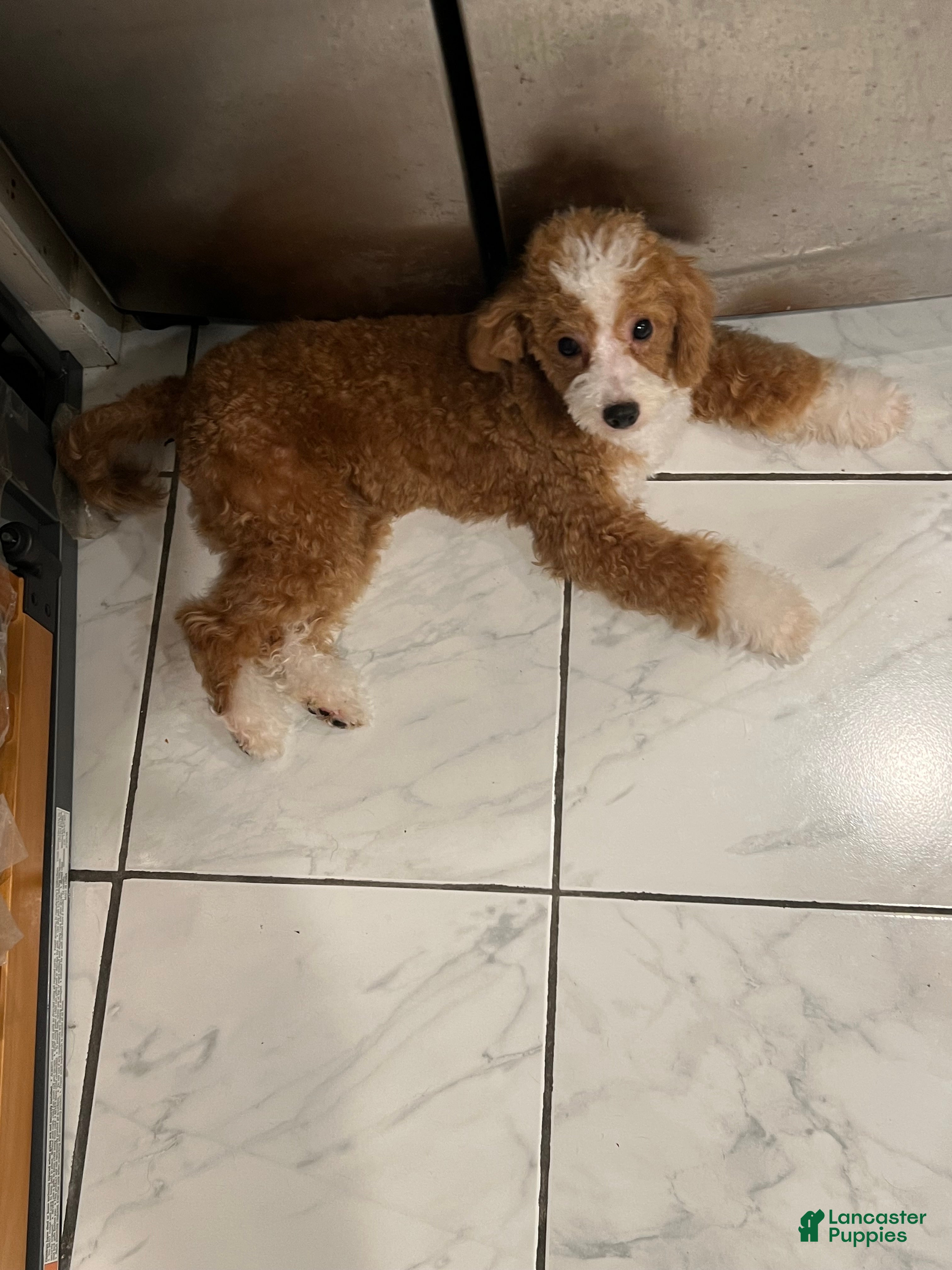 Miniature Poodle dogs for sale: Gucci: 9lb Miniature Poodle - Ad 2