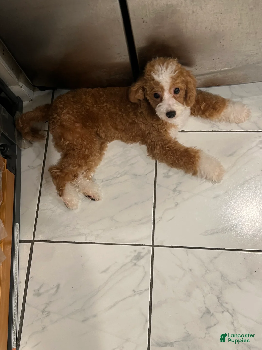 Miniature Poodle dogs for sale: Gucci: 9lb Miniature Poodle - Ad 1