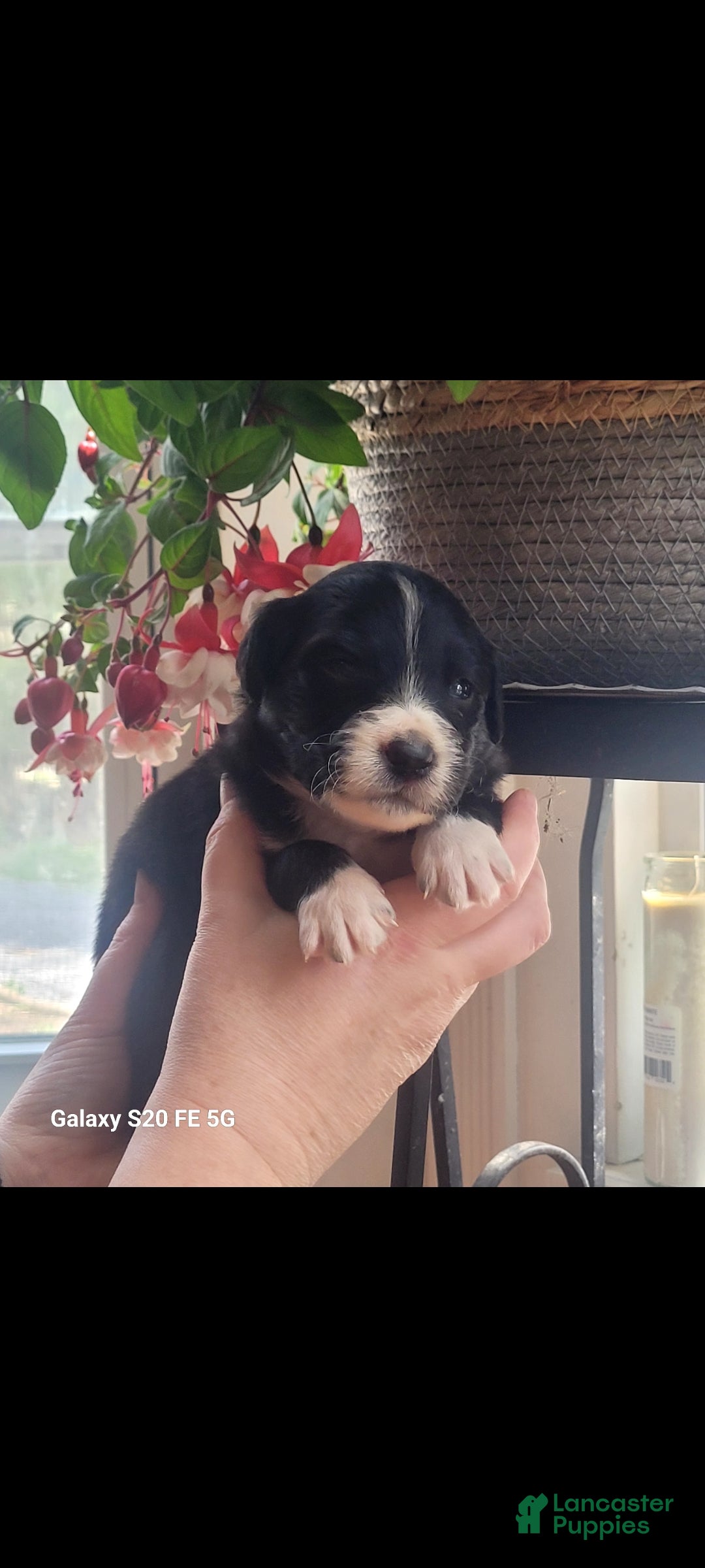 Australian Shepherd dogs for sale: Australian Shepherd Puppy 1 - Ad 4