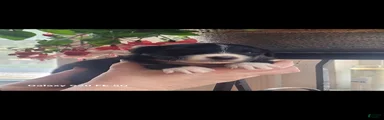 Australian Shepherd Puppy 1