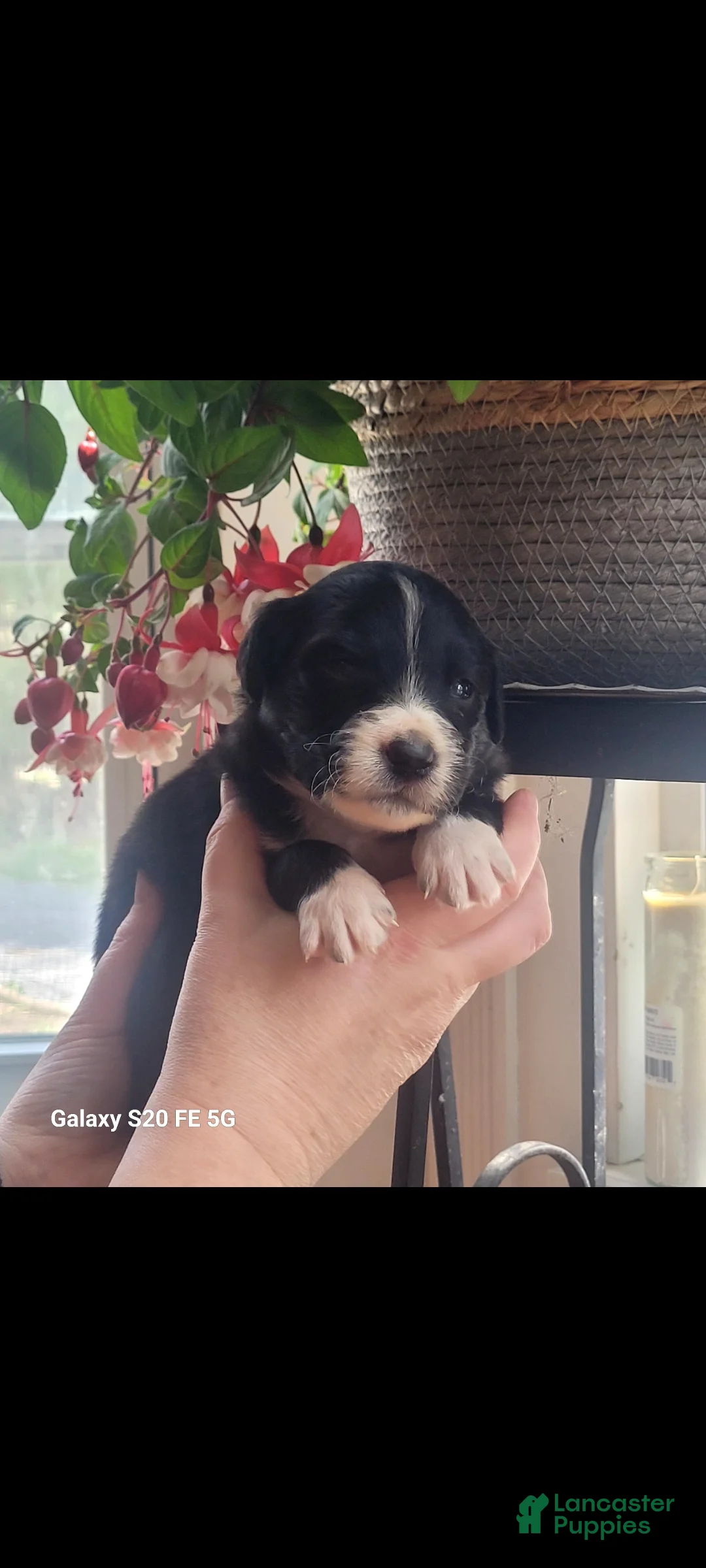 Australian Shepherd dogs for sale: Australian Shepherd Puppy 1 - Ad 1