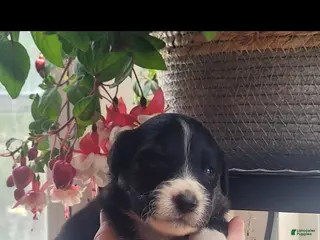 Australian Shepherd dogs Australian Shepherd Puppy 1 - Ad 23
