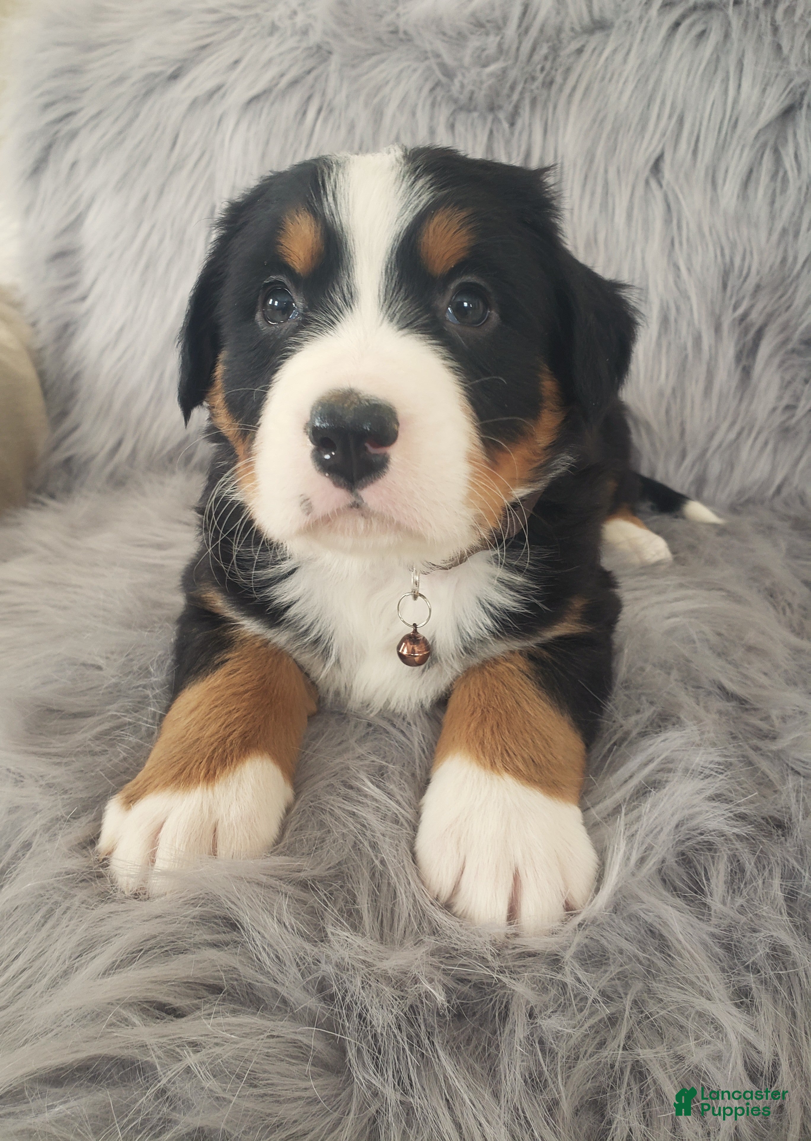 Bernese Mountain Dog dogs Bear-Health Tested Parents - Ad 5