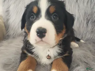 Bernese Mountain Dog dogs Bear-Health Tested Parents - Ad 5