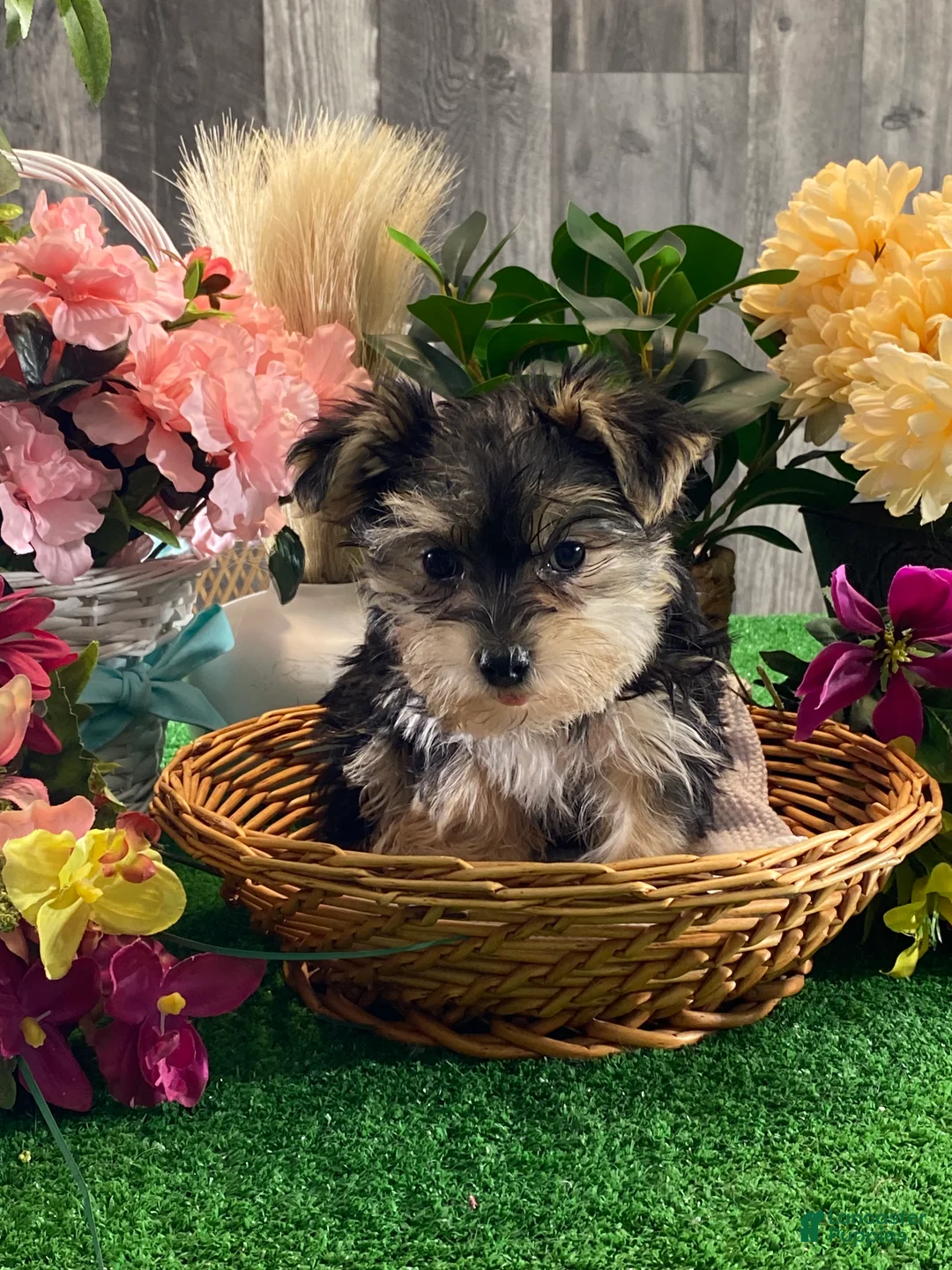 Morkie dogs for sale: Tootsie  - Ad 4